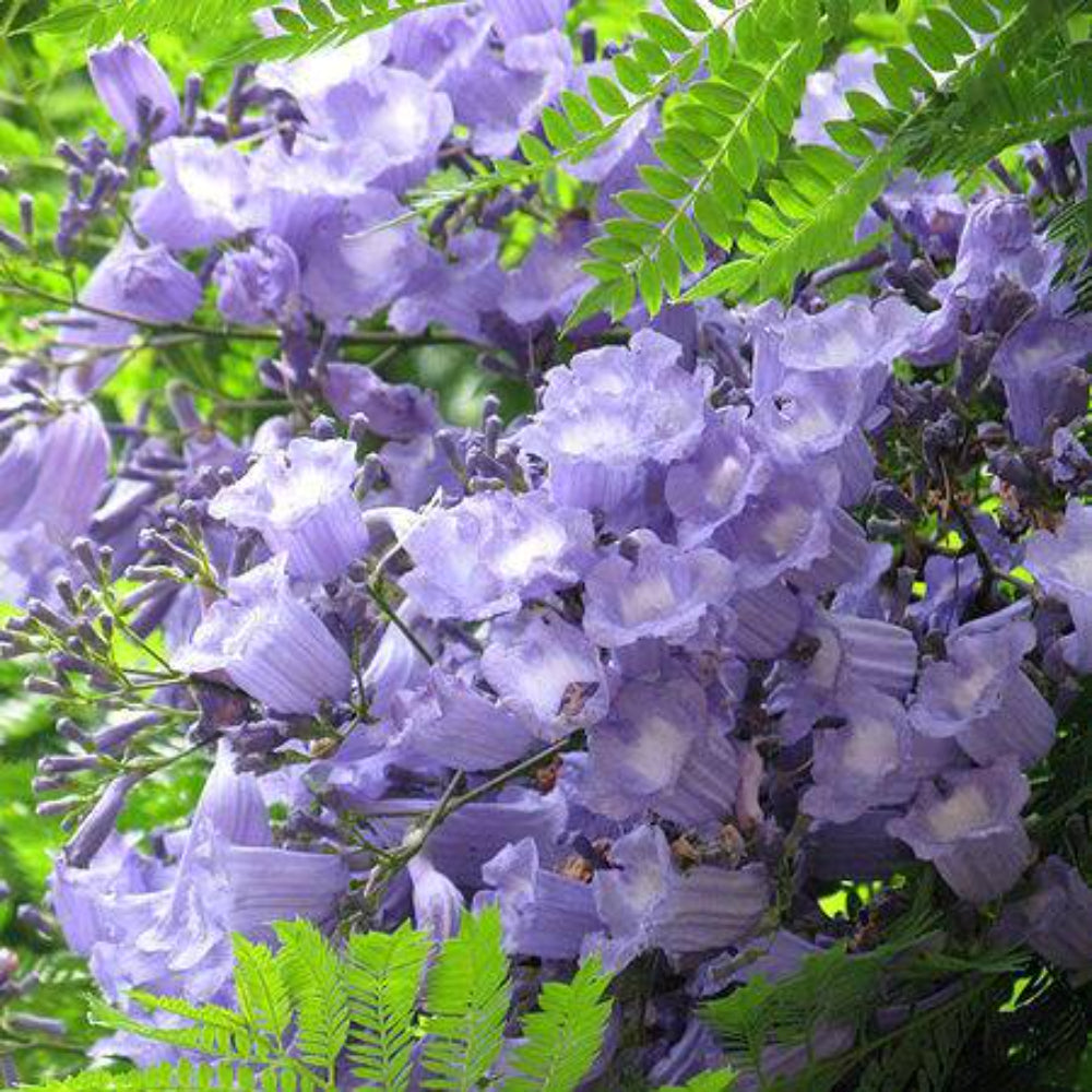 25 Blue Jacaranda Tree Mimosifolia Fern Flower Seeds | www.seedsplantworld.com