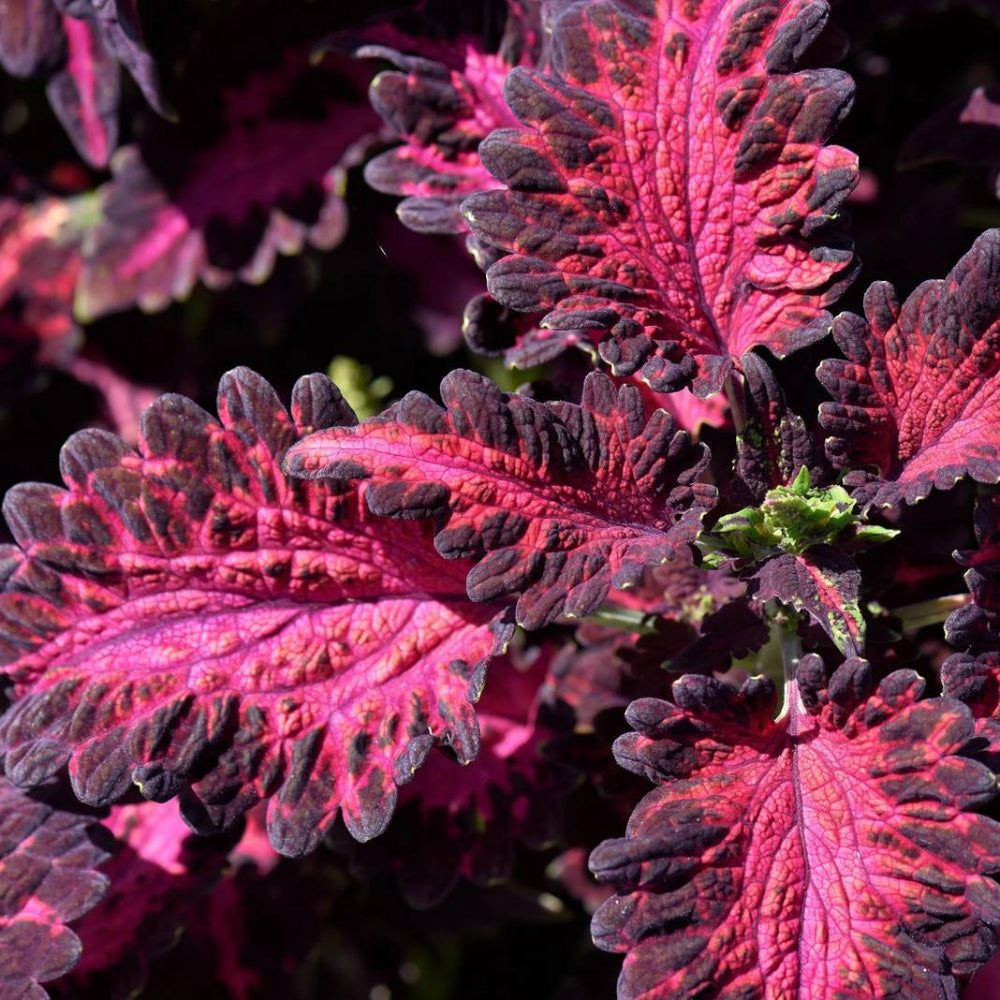 20 Black Dragon Coleus Solenostemon Scutellarioides Nettle Shade Flower Seeds | www.seedsplantworld.com