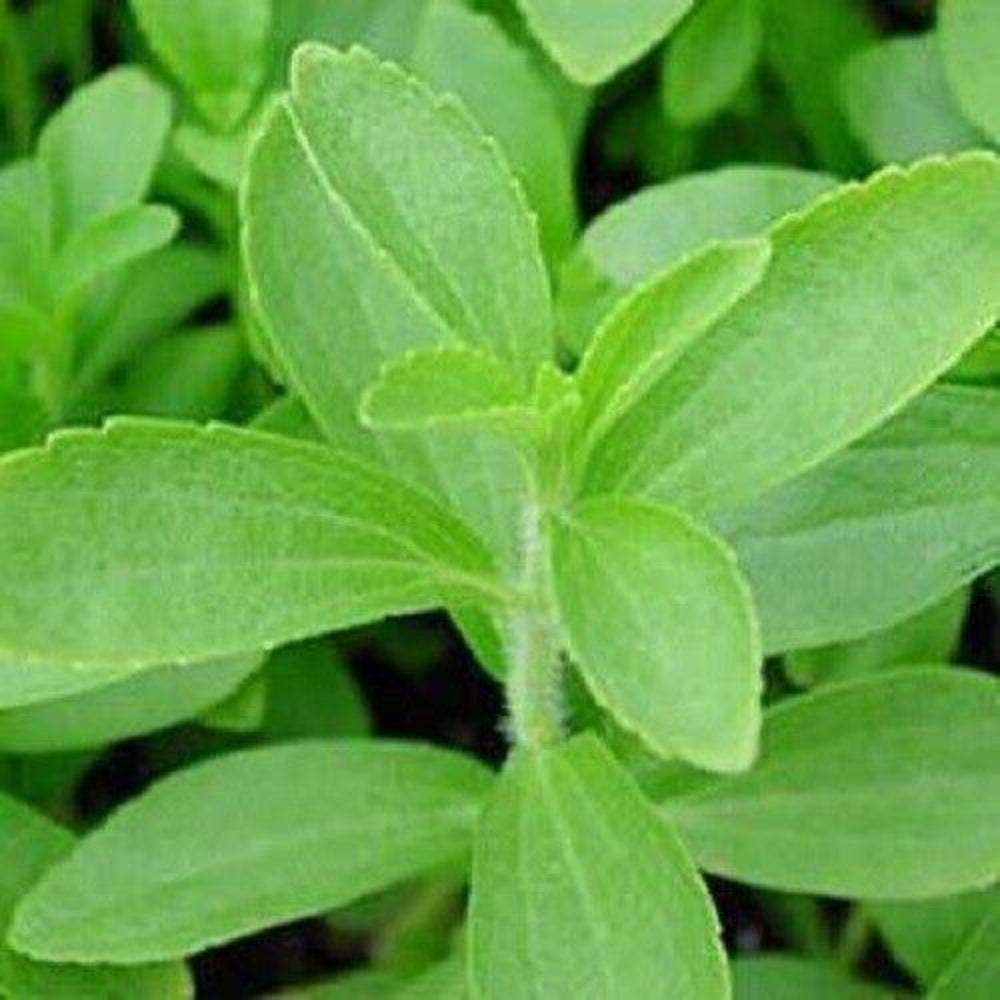 50 Stevia Rebaudiana Sweetleaf Sugar Herb Flower Seeds | www.seedsplantworld.com