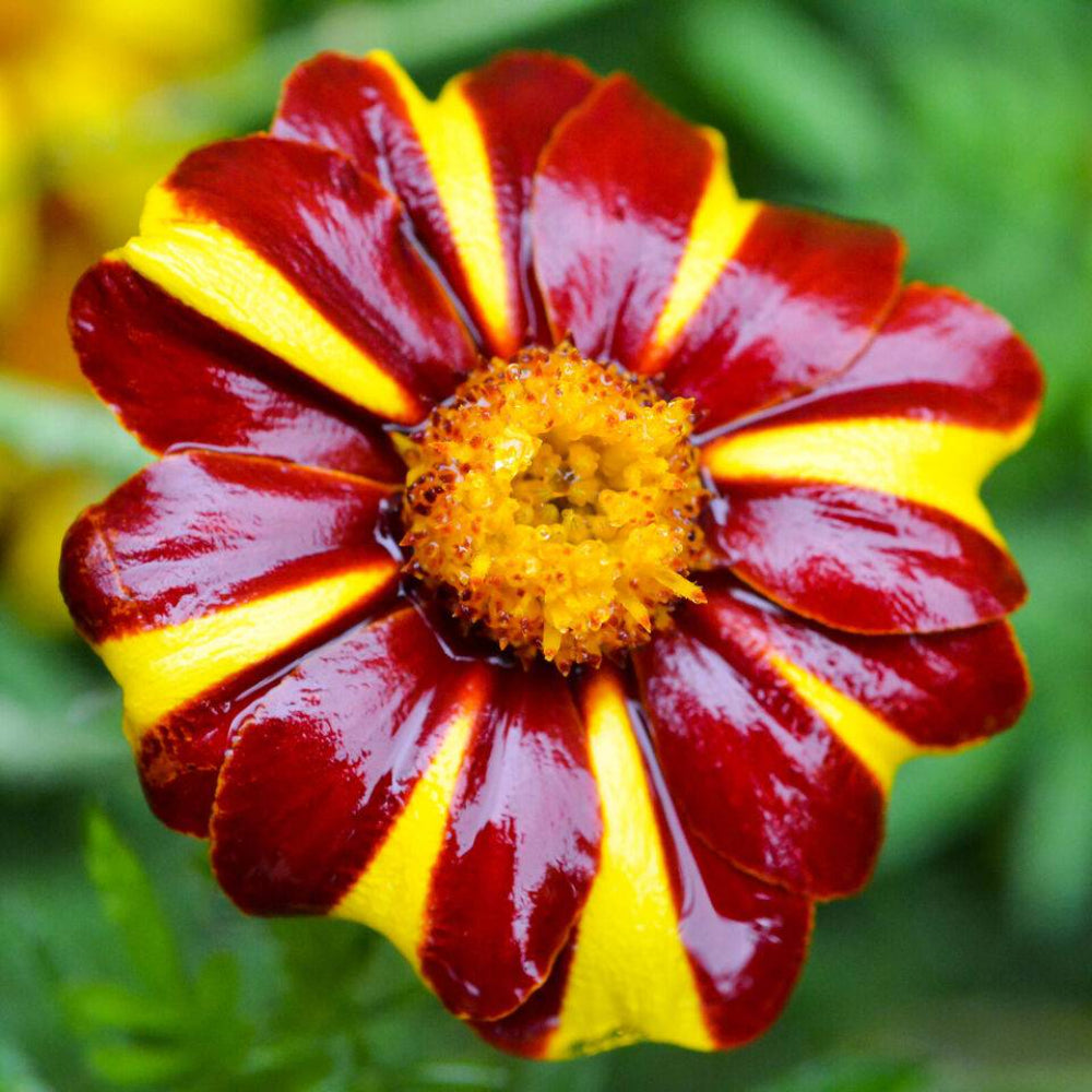 100 Court Jester Marigold French Tagetes Patula Red Yellow Striped Flower Seeds | www.seedsplantworld.com