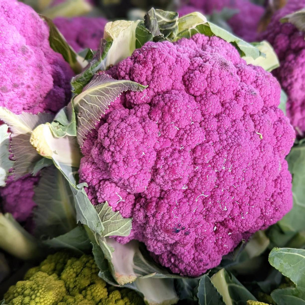 25 Purple Cauliflower Violet Queen Brassica Oleracea Botrytis Vegetable Seeds | www.seedsplantworld.com