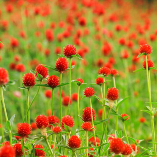 50 Strawberry Fields Gomphrena Haageana Globe Amaranth Scarlet Red Flower Seeds | www.seedsplantworld.com