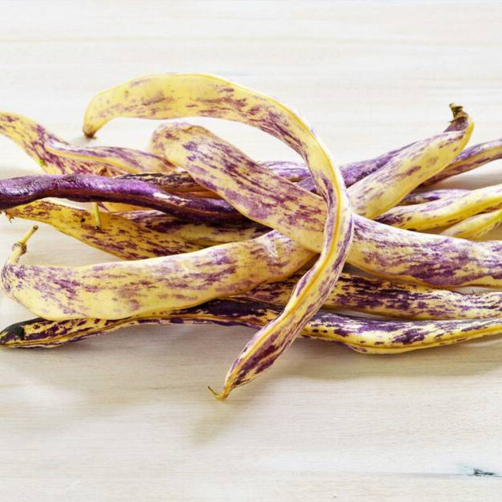 50 Dragon Tongue Wax Bean Yellow Purple Phaseolus Vulgaris Vegetable Seeds | www.seedsplantworld.com