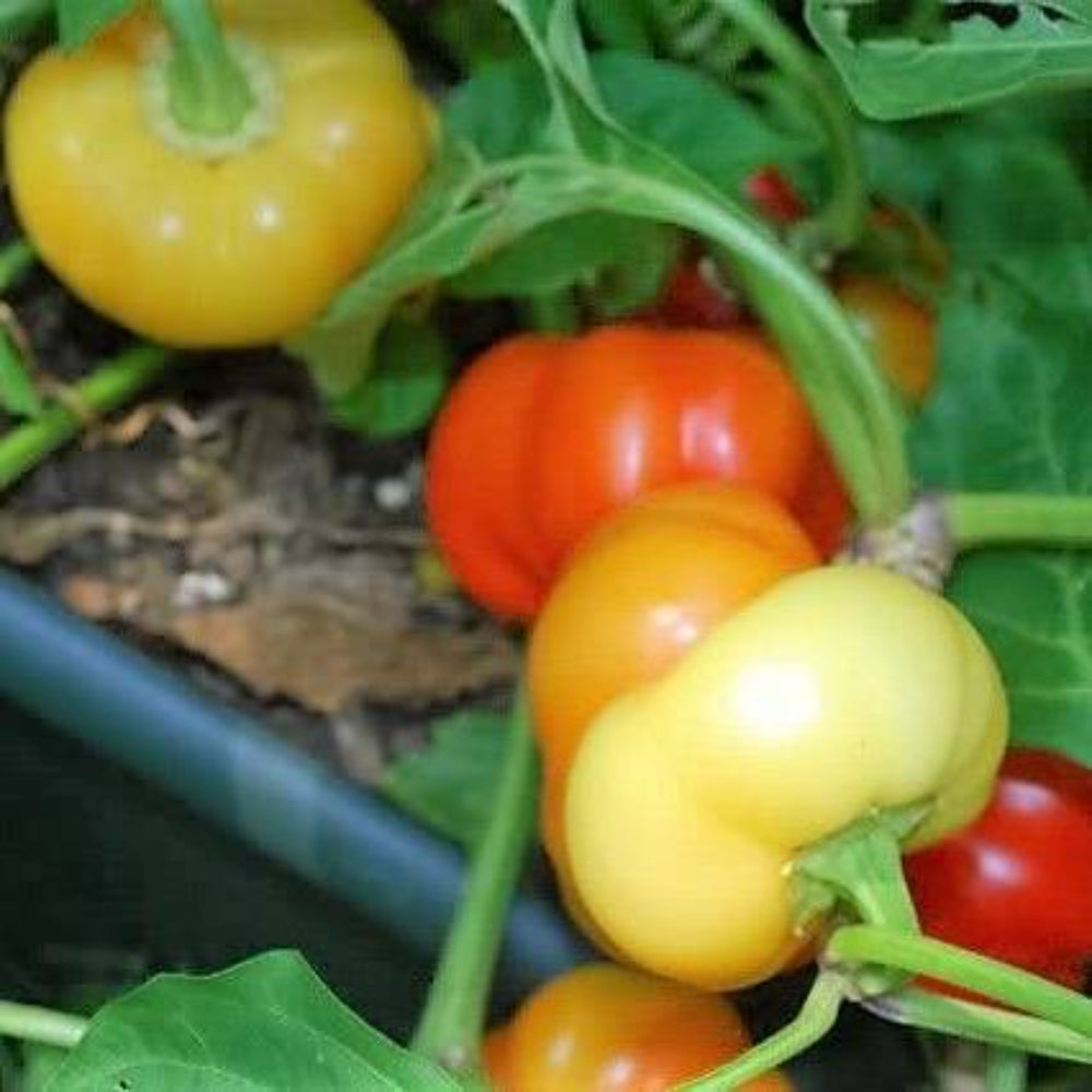 25 Alma Paprika Pepper Vegetable Seeds | www.seedsplantworld.com