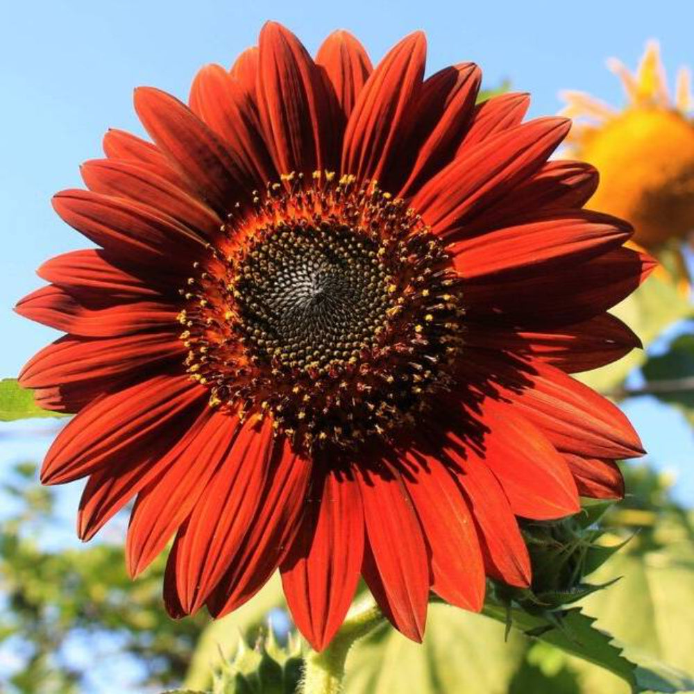 25 Chocolate Cherry Sunflower Helianthus Annuus Red & Brown Flower Seeds | www.seedsplantworld.com