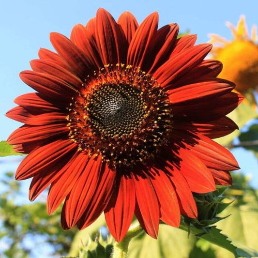 25 Chocolate Cherry Sunflower Helianthus Annuus Red & Brown Flower Seeds | www.seedsplantworld.com