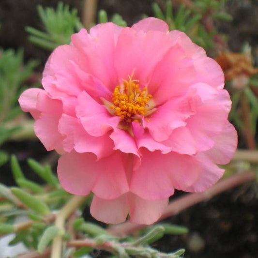 100 Pink Portulaca Grandiflora / Moss Rose Flower Seeds | www.seedsplantworld.com