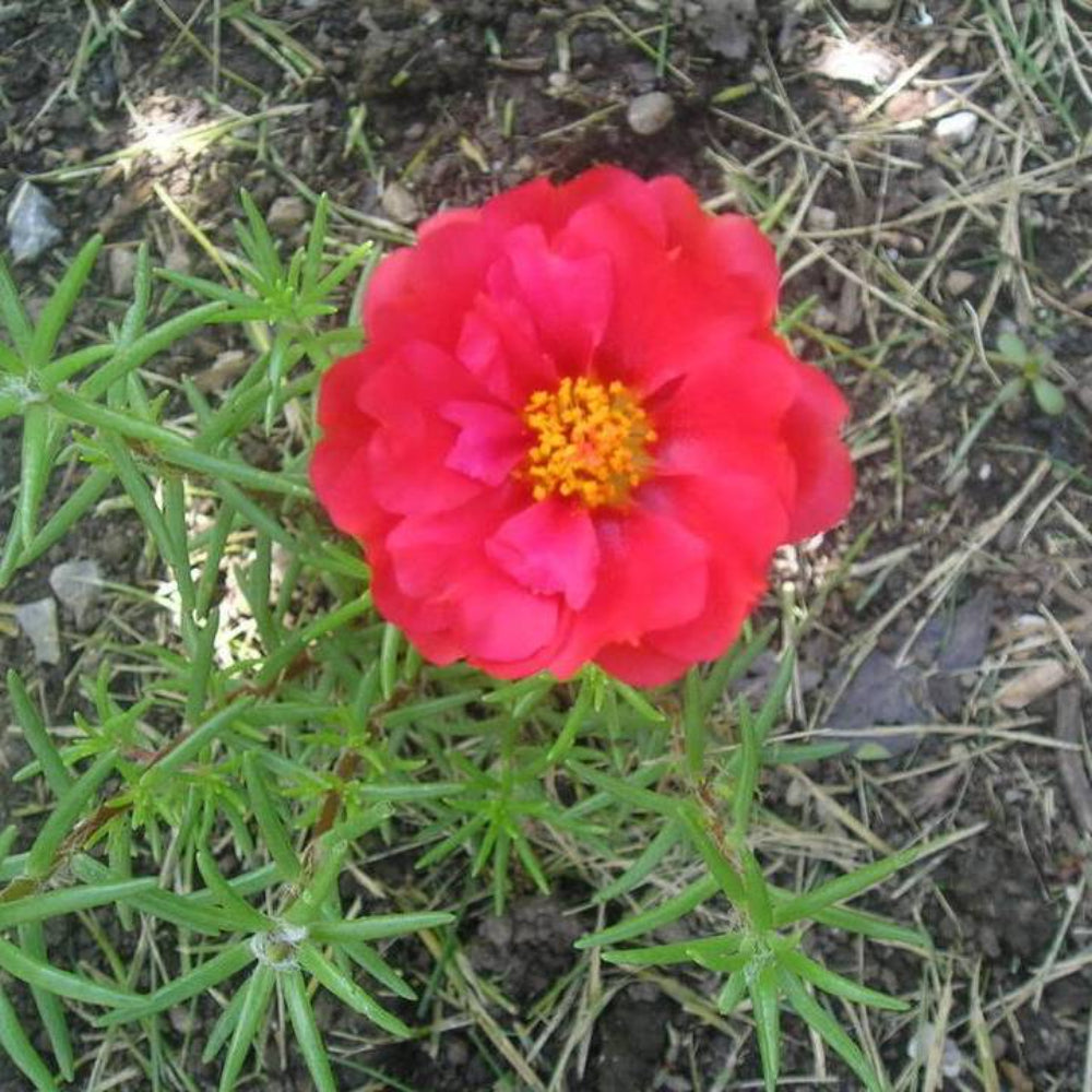 100 Red Portulaca Grandiflora / Moss Rose Flower Seeds | www.seedsplantworld.com