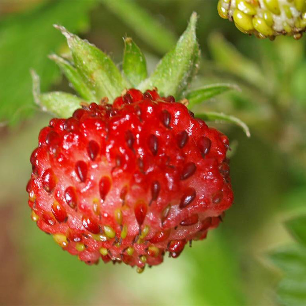 100 Vesca Baron Strawberry Solemacher Berry Fragari Fruit Seeds | www.seedsplantworld.com