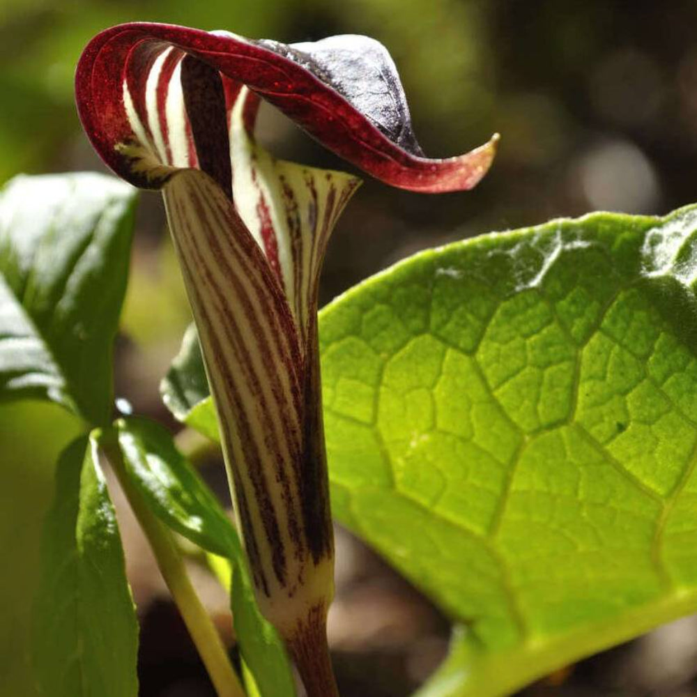 5 Jack In The Pulpit Arisaema Triphyllum Shade Flower Seeds | www.seedsplantworld.com