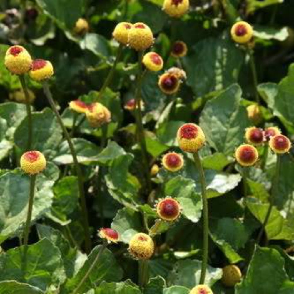 100 Toothache / Eyeball Plant Spilanthes Oleracea Flower Seeds | www.seedsplantworld.com