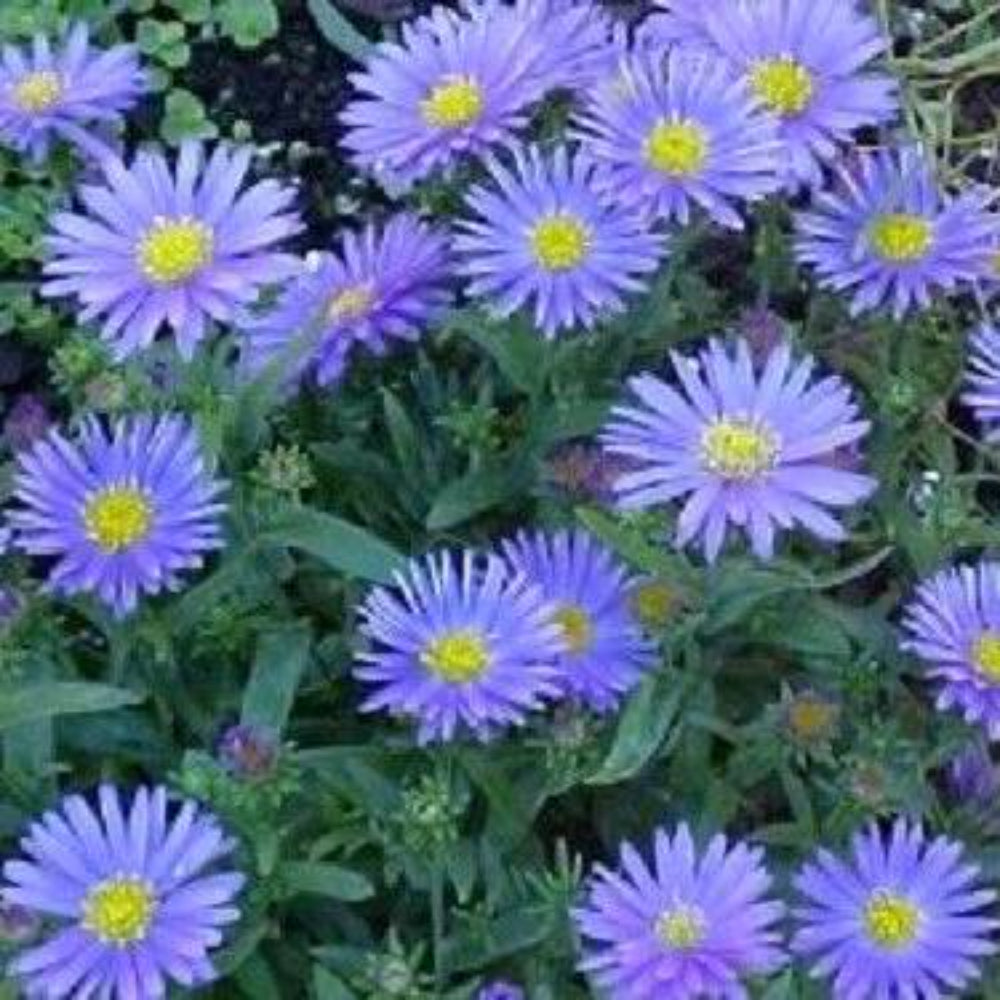 50 Wonder Of Staffa Aster Aster Frikartii Flower Seeds | www.seedsplantworld.com