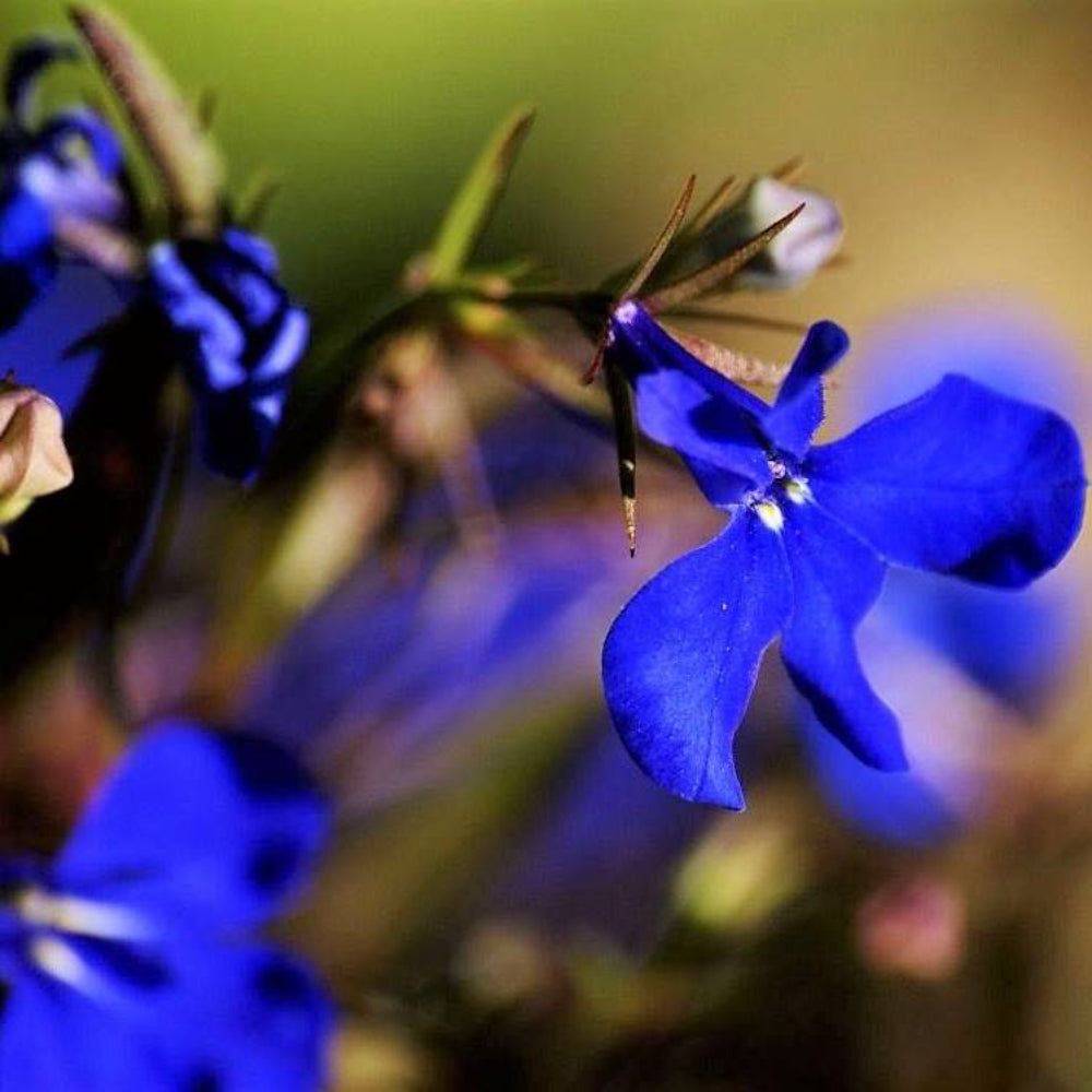 200 Electric Blue Lobelia Monsoon Flower Seeds | www.seedsplantworld.com