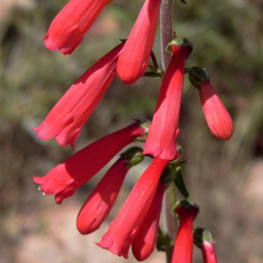 150 Eatons Red Firecracker Penstemon Eatonii Native Hummingbird Flower Seeds | www.seedsplantworld.com