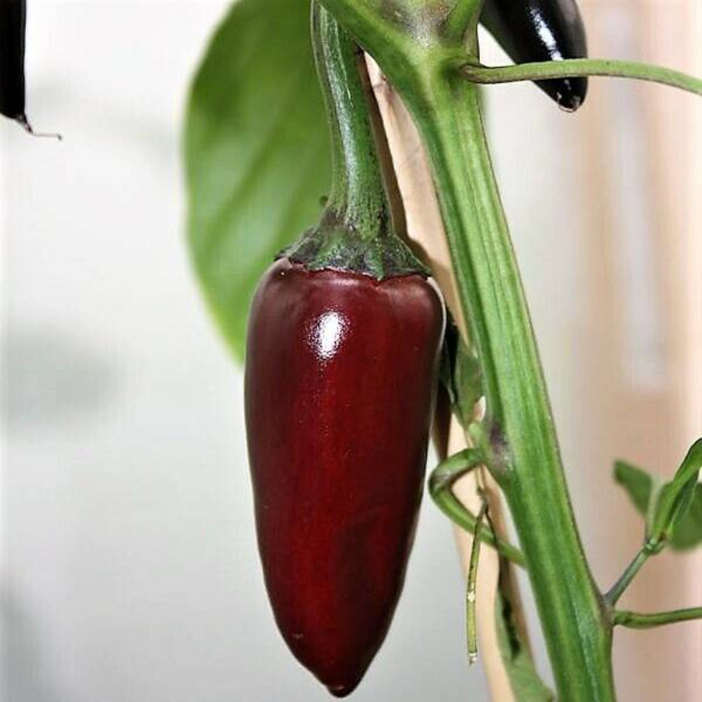 25 Black Hungarian Pepper Capsicum Annuum Mildly Hot Vegetable Seeds | www.seedsplantworld.com