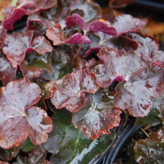 50 Palace Purple Heuchera / Coral Bells Micrantha Flower Seeds | www.seedsplantworld.com