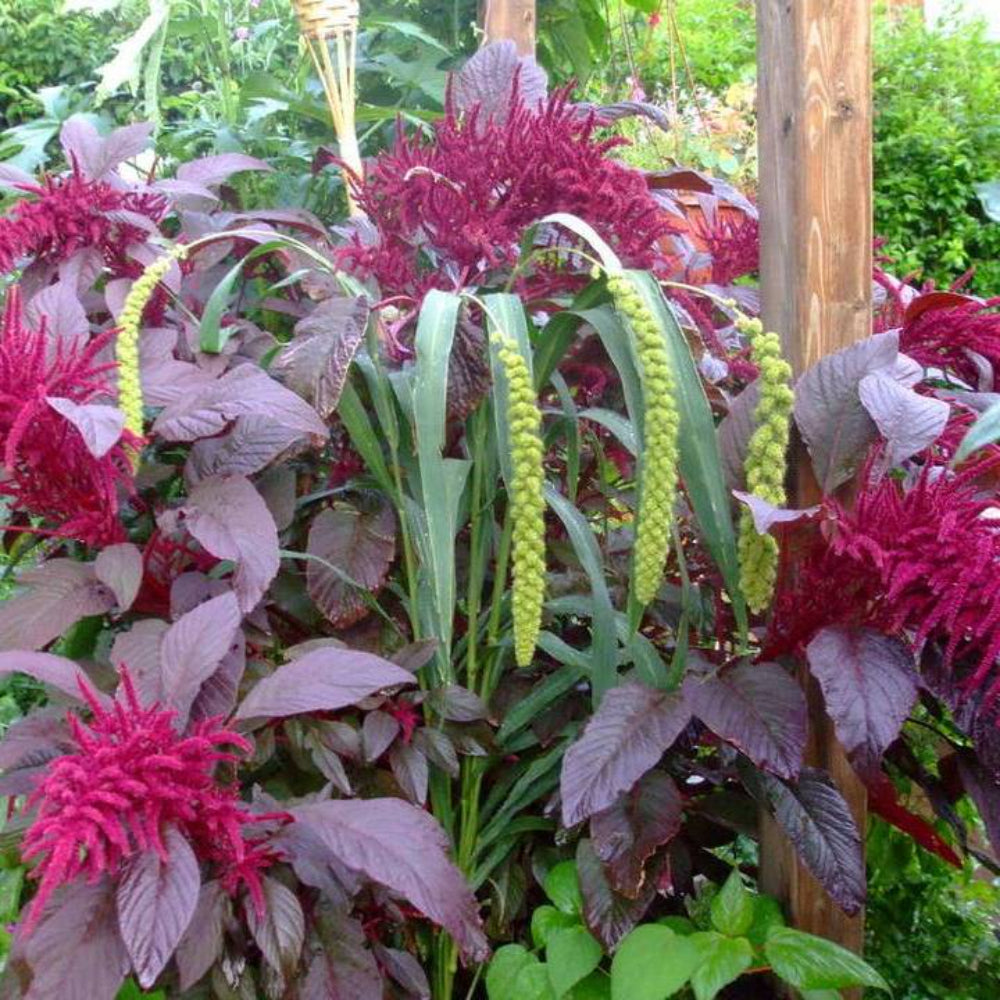 250 Burgundy Amaranthus Hypochondriacus Amaranth Grain Vegetable Flower Seeds | www.seedsplantworld.com