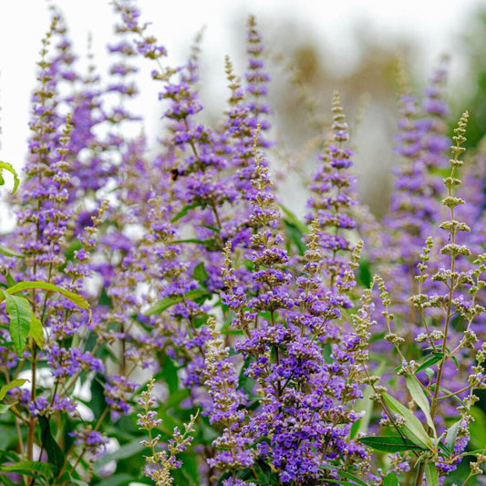 25 Chaste Berry Tree Vitex Agnus Castus Monk’s Pepper Flower Seeds | www.seedsplantworld.com