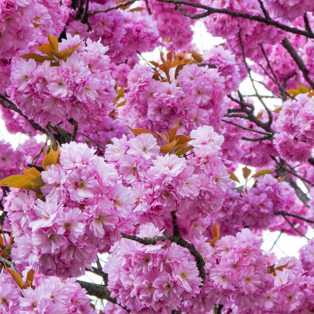 10 Japanese Flowering Cherry Tree Oriental Prunus Serrulata Flower Seeds | www.seedsplantworld.com