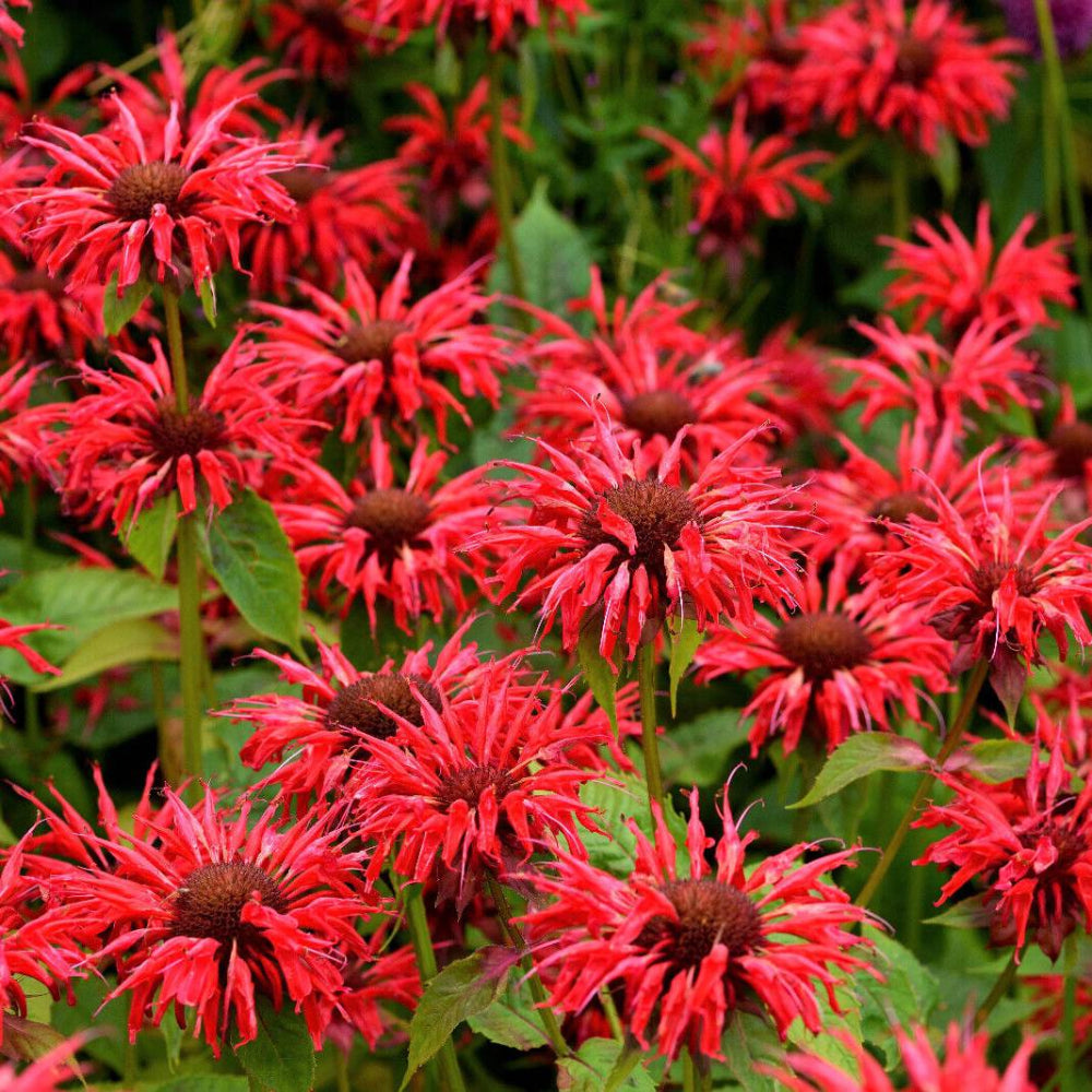 10 Panorama Red Bee Balm / Monarda Didyma Oswego Tea Flower Seeds | www.seedsplantworld.com