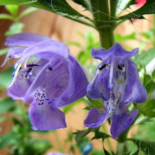 50 Purple False Dragon Dragons Head Obedient Plant Dracocephalum Flower Seeds | www.seedsplantworld.com