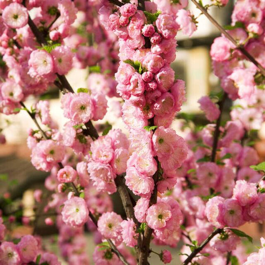 10 Flowering Almond Prunus Triloba Plum Rose Tree Double Pink Flower Seeds | www.seedsplantworld.com