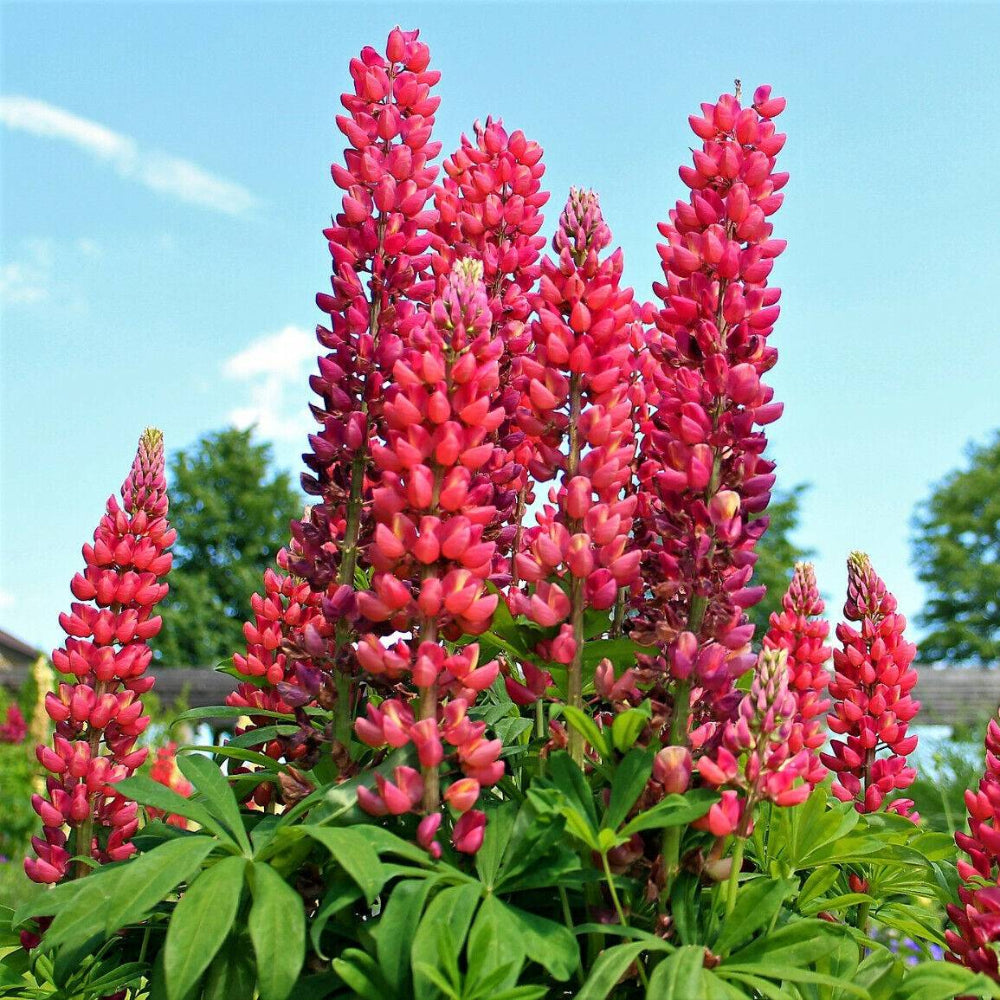 25 Red Lupine 'My Castle' Lupinus Polyphyllus Scarlet Russell Lupin Flower Seeds | www.seedsplantworld.com