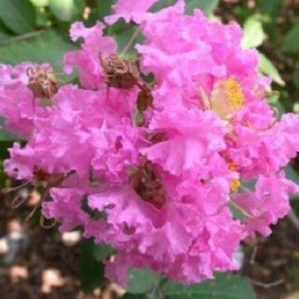 35 Dark Pink Crepe Crape Myrtle Lagerstroemia Indica Bush Tree Flower Seeds | www.seedsplantworld.com