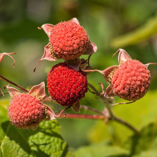 50 Thimbleberry Rubus Parviflorus Red Berry Fruit Native Sun Shade Shrub Seeds | www.seedsplantworld.com