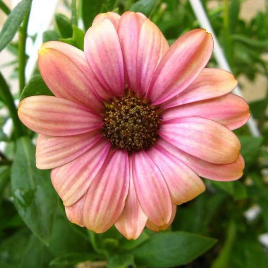 25 Salmon African Daisy Dimorphotheca Sinuata Apricot Flower Seeds | www.seedsplantworld.com