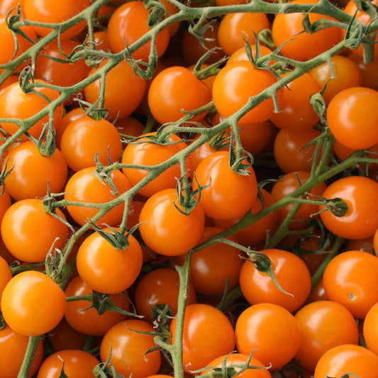 100 Orange Cherry Tomato Vegetable Seeds | www.seedsplantworld.com