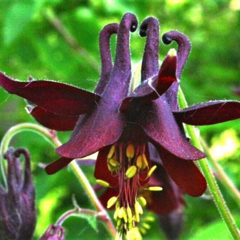 20 Black Columbine Dark Columbine Aquilegia Atrata Deep Purple Flower Seeds | www.seedsplantworld.com