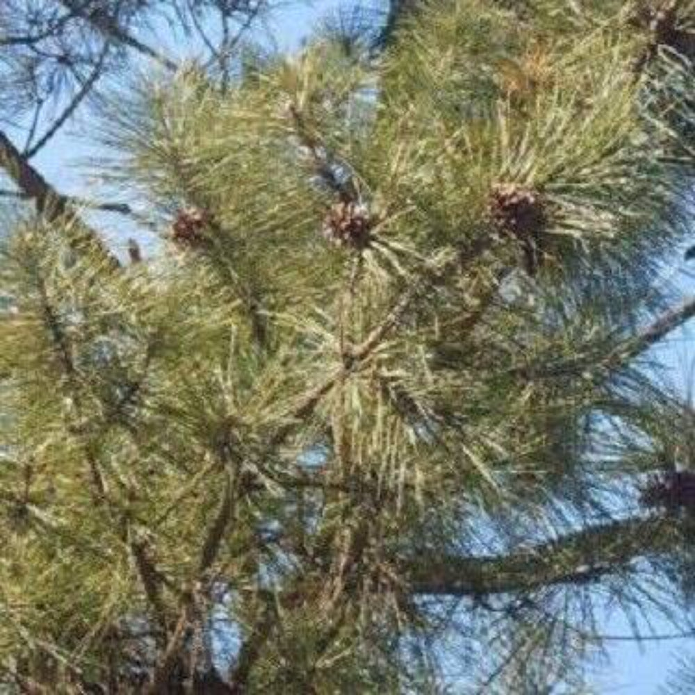 10 Japanese Black Pine Tree Seeds | www.seedsplantworld.com