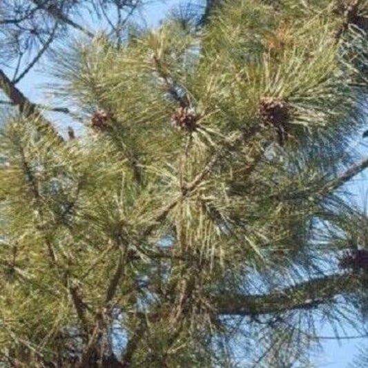 10 Japanese Black Pine Tree Seeds | www.seedsplantworld.com