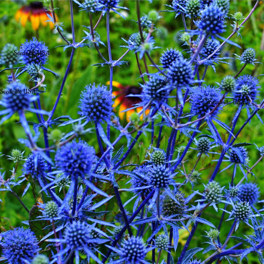 25 Blue Star Sea Holly Eryngium Flower Seeds | www.seedsplantworld.com