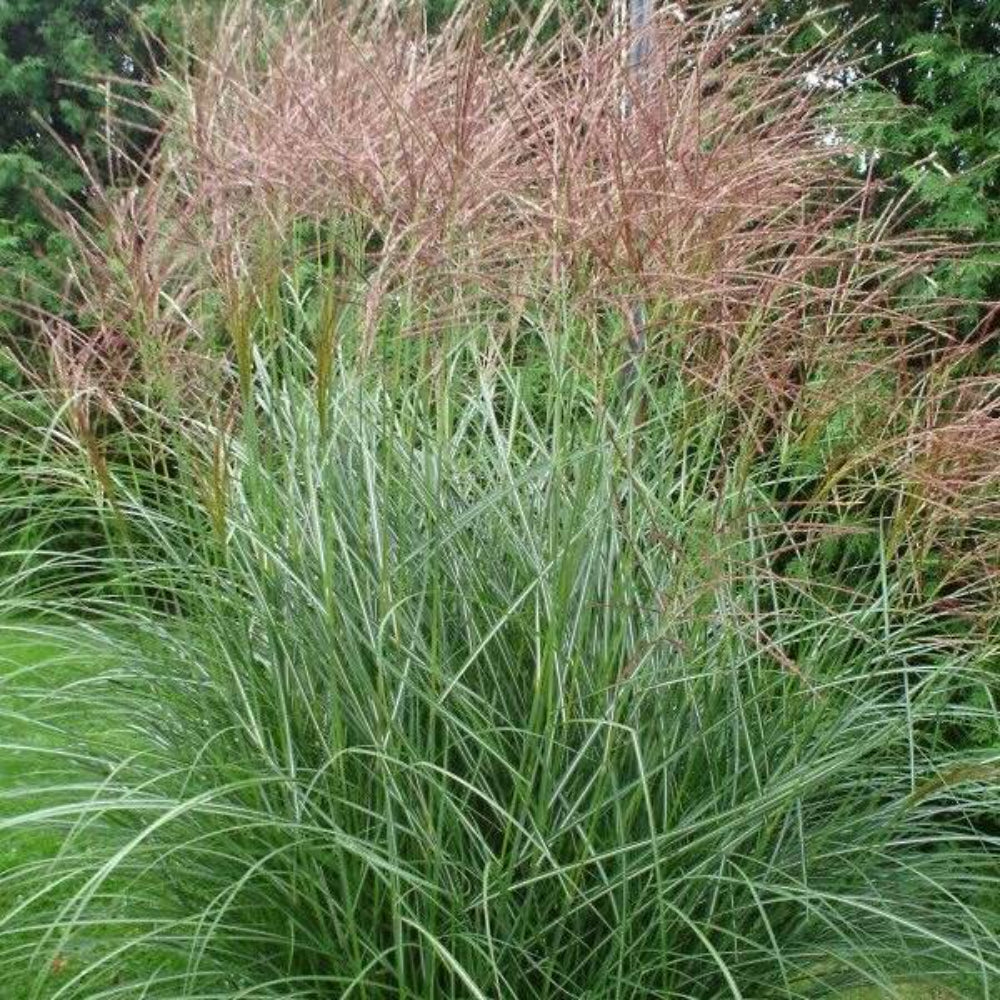 10 Red Maiden Grass Miscanthus Sinensis Plumes Ornamental Flower Seeds | www.seedsplantworld.com