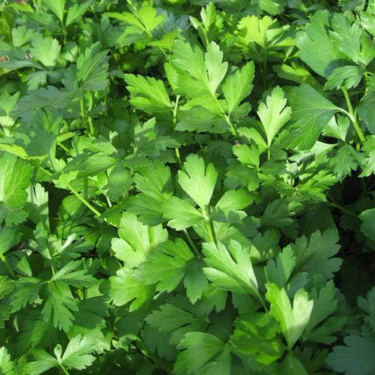 1000 Giant Italian Flat Leaf Parsley Petroselinum Crispum Vegetable Seeds | www.seedsplantworld.com