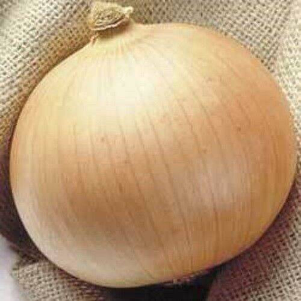 250 Sweet Walla Walla Onion Allium Cepa Vegetable Seeds | www.seedsplantworld.com