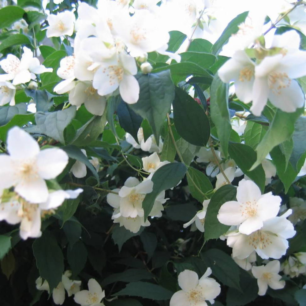 20 Sweet Mock Orange English Dogwood Philadelphus Coronarius Shrub Flower Seeds | www.seedsplantworld.com