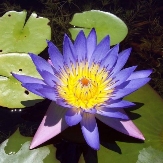 10 Blue Water Lily Pad Nymphaea Caerulea Asian Lotus Flower Seeds | www.seedsplantworld.com