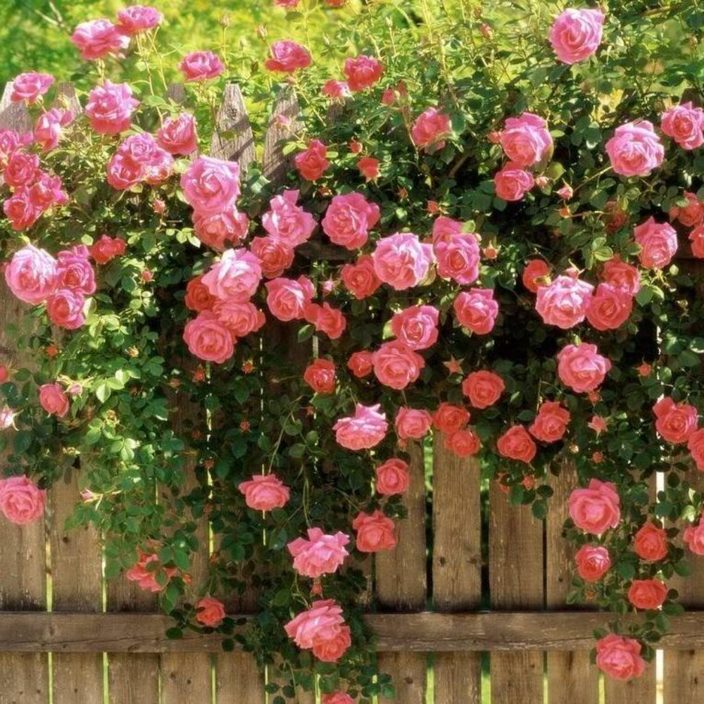 5 Pink Climbing Rose Rosa Bush Vine Climber Fragrant Butterfly Flower Seeds | www.seedsplantworld.com