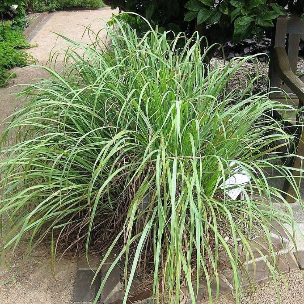 100 Lemongrass Lemon Grass Herb Vegetable Seeds | www.seedsplantworld.com