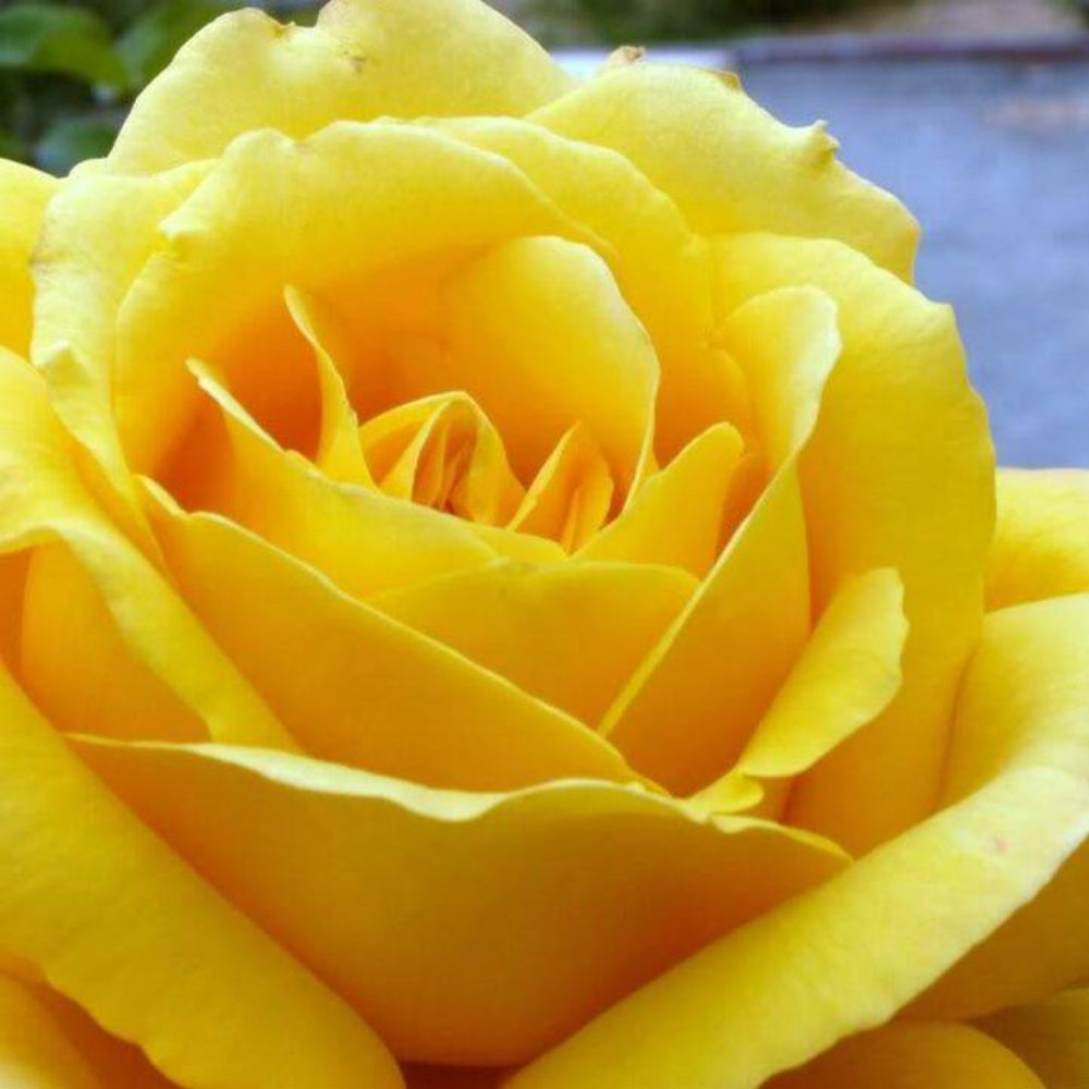 5 Yellow Rose Rosa Bush Shrub Perennial Flower Seeds | www.seedsplantworld.com