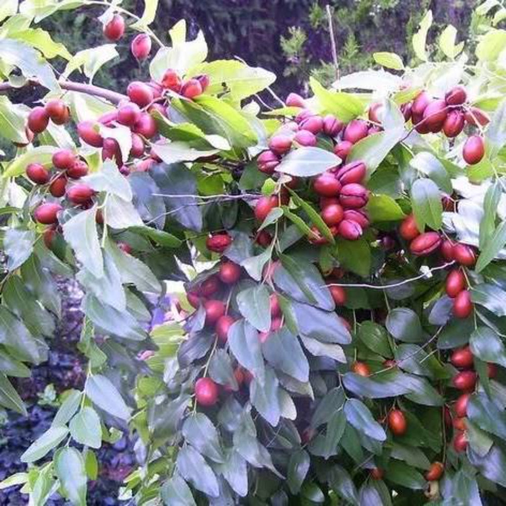 20 Red Chinese Date Tree Edible Fruit Jujube Ziziphus Jujuba Yellow Flower Seeds | www.seedsplantworld.com