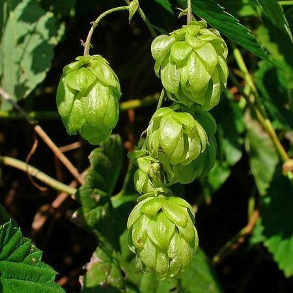 25 Common Hops European Humulus Lupulus Vine Plant Seeds | www.seedsplantworld.com