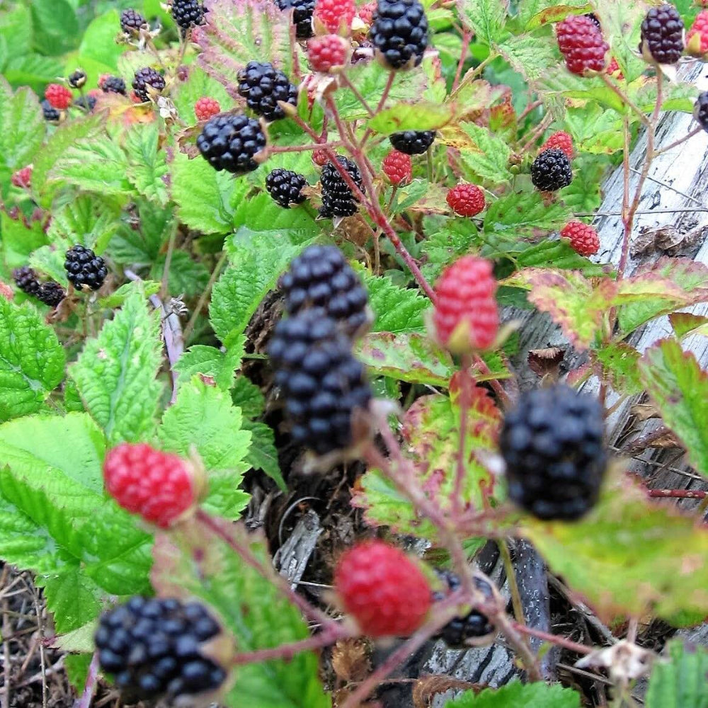 25 Trailing Blackberry Pacific Rubus Ursinus Vining Shrub Fruit Seeds | www.seedsplantworld.com