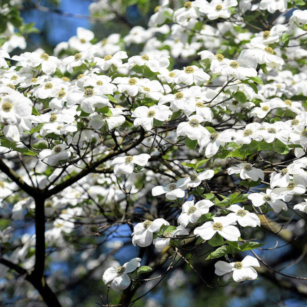 10 American White Flowering Dogwood Small Tree Seeds | www.seedsplantworld.com