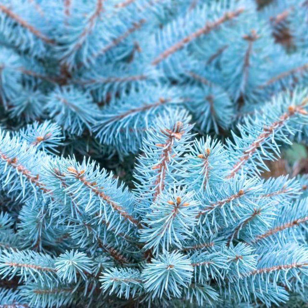 50 Colorado Blue Spruce Tree Seeds | www.seedsplantworld.com