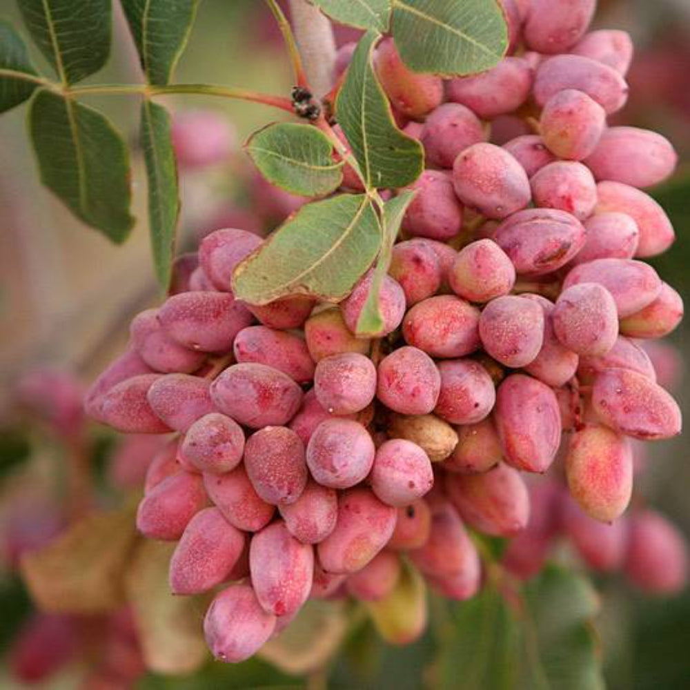 5 Pistachio Nut Tree Pistacia Vera Fruit Red Flowers Seeds | www.seedsplantworld.com