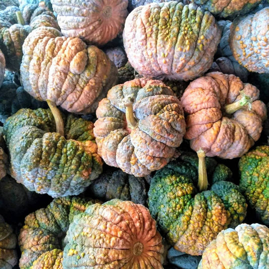 20 Black Futsu Squash Multicolored Heirloom Pumpkin Edible Cucurbita Vegetable Seeds | www.seedsplantworld.com